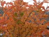 Photinia species