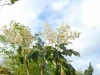 Tetrapnax papyrifera 'Rex'