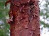 Acer griseum