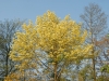Acer platanoides 'Drumondii'