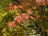 Acer rubrum 'Scanlonr'