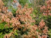 Aesculus neglecta 'Erythroblastos'
