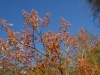 Aesculus neglecta 'Erythroblastos'
