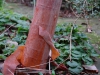Betula albosinensis var. septemtrionalis
