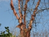 Betula albosinensis var. septemtrionalis