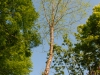 Betula nigra