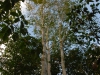 Betula utilis var. jacquemontii