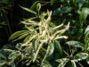 Castanea sativa 'Variegata'