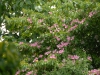 Cornus 'Norman Hadden'