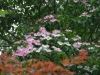 Cornus 'Norman Hadden'