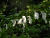 Davidia involucrata