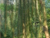 Picea abies 'Virgata'