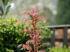 Koelreuteria paniculata