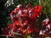 Liquidambar 'Gumball'