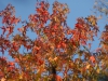 Liquidambar styraciflua