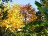 Magnolia x veitchii 'Isca' and Acer platanoides 'Crimson King'