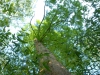 Metasequoia glyptostroboides