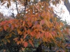 Nyssa sinensis