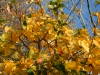 Parrotia persica