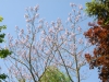 Paulownia fargesii