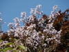 Paulownia fargesii in front of Acer platanoides 'Crimson King'