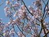 Paulownia fargesii