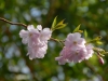 Prunus  'Accolade'