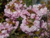 Prunus 'Cheal's Weeping Cherry'