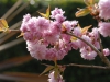 Prunus 'Cheals Weeping'
