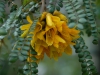 Sophora microphylla
