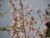 Staphyllea holocarpa 'Rosea'