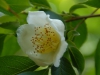 Stewartia ovata