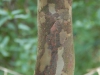 Stewartia pseudocamellia