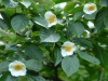 Stewartia sinensis