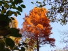 Taxodium distichum