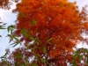 Taxodium distichum