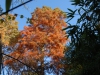 Taxodium distichum