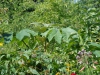 Tetrapanax papyrifera 'Rex'